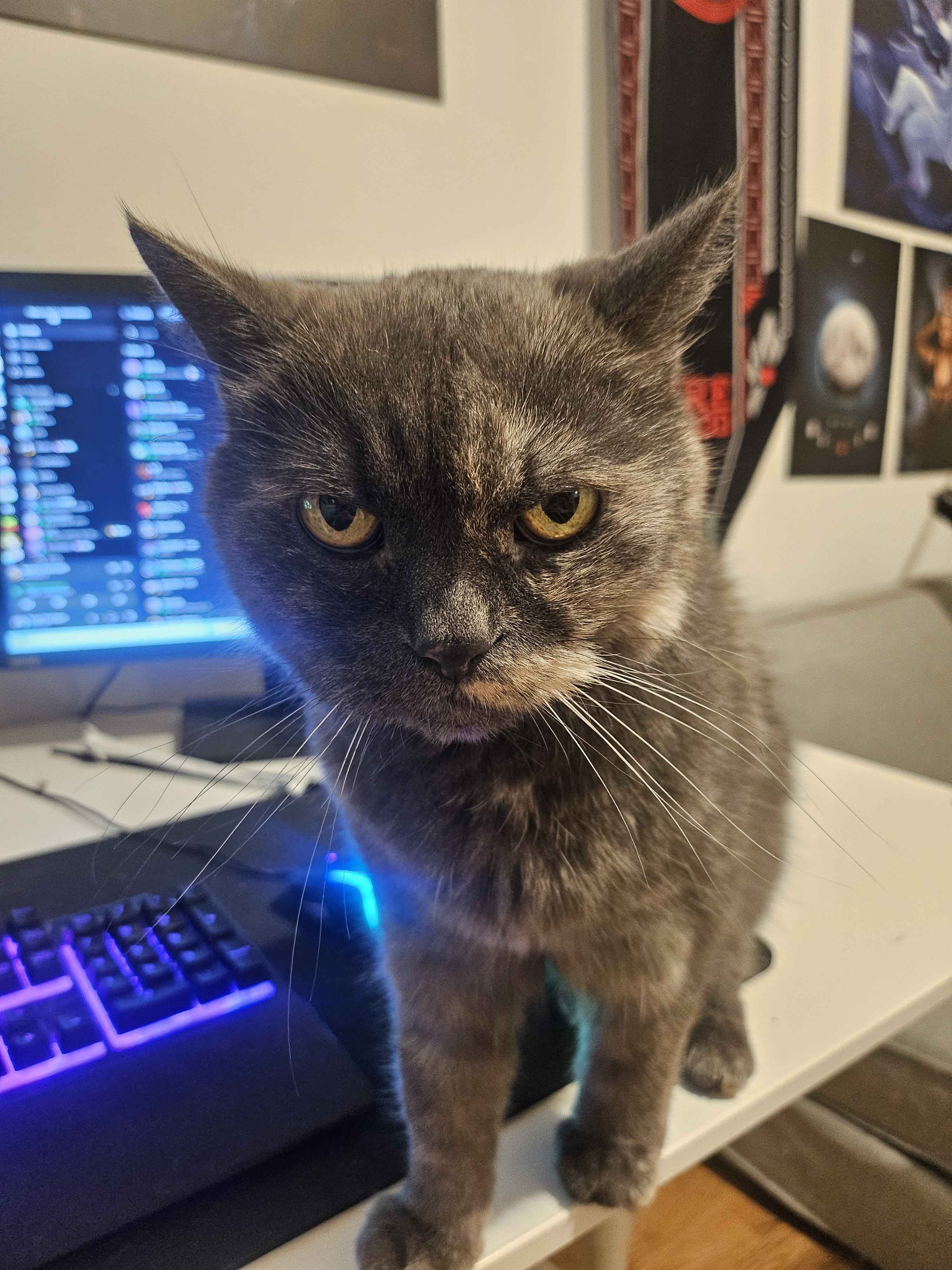 Chef-Inspektion Katze