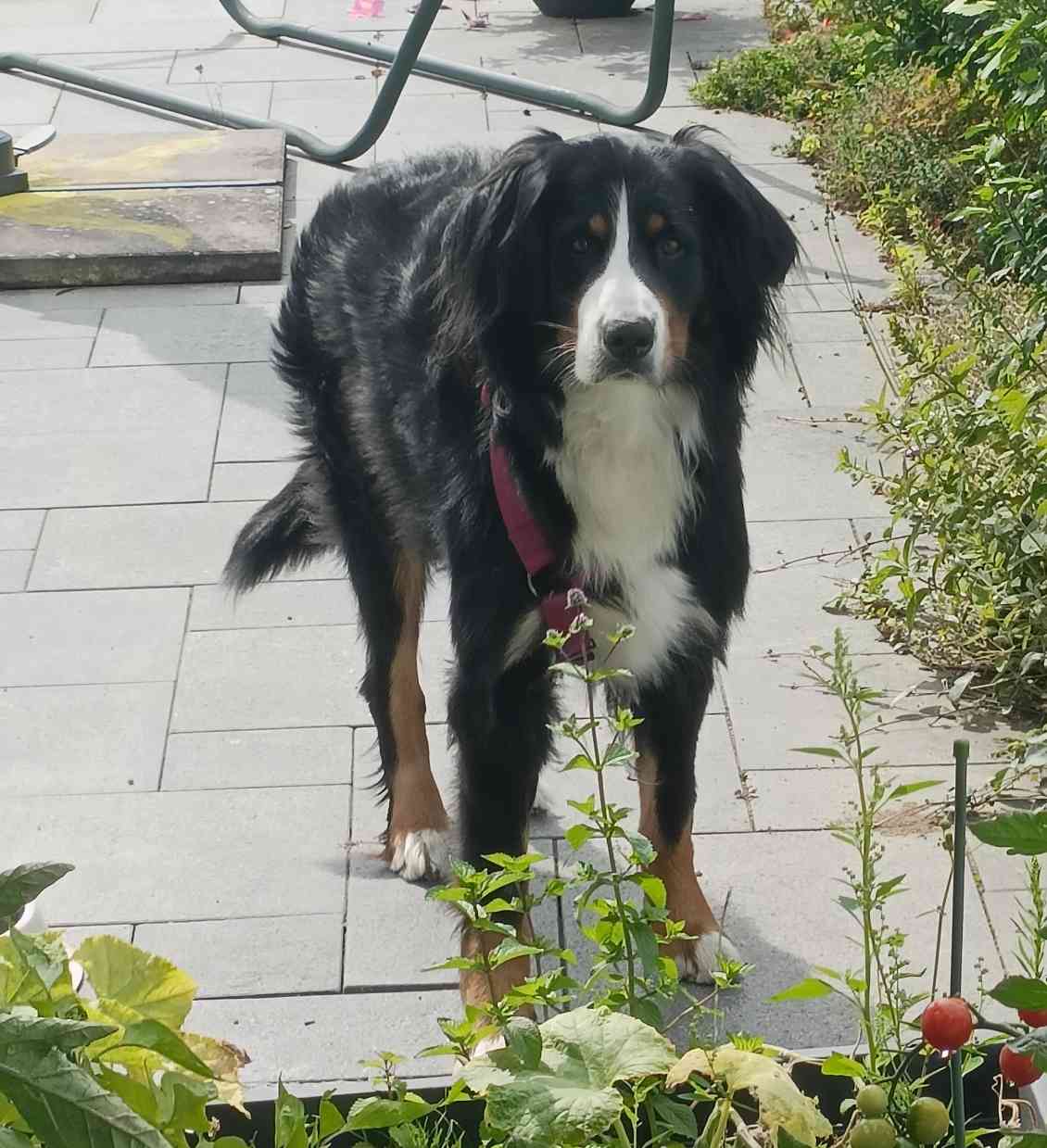 Berner Sennenhund im Garten
