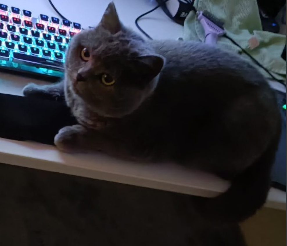 Mausi auf Tastatur
